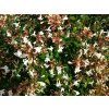 Abélia veľkokvetá 'Compacta'  Abelia grandiflora 'Compacta'