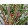 Dračinka južná 'Magic Star'  Cordyline australis 'Magic Star'