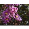 Lagerstroemia 'Lavender Lace'  Lagerstroemia indica 'Lavender Lace'