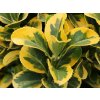 Bršlen japonský 'Elegantissimus Aureus'  Euonymus japonicus 'Elegantissimus Aureus'