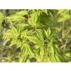 Javor 'Tsukasa Silhouette'  Acer 'Tsukasa Silhouette'