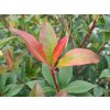 Červienka Fraserova 'Compacta'  Photinia x fraseri 'Compacta'