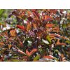 Červienka Fraserova 'Compacta'  Photinia x fraseri 'Compacta'
