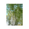 Breza papierová  Betula papyrifera