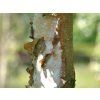 betula papyrifera