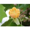 Ľaliovník 'Chapel Hill'  Liriodendron 'Chapel Hill'