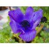 Anemone Harmony Series (1)