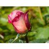 Rosa Blue Girl