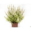 Erica gracilis white (3)