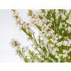 Erica gracilis white (1)