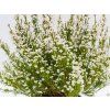 Erica gracilis white (2)