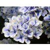 Hydrangea macrophylla Diva Blue
