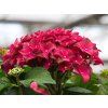 Hydrangea macrophylla Fire Wings (1)