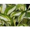Hosta 'Vulcan' - Hosta 'Vulcan'