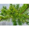 Pinus mugo var. pumilio (1)