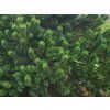 pinus 4