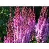 Astilba taquetii 'Superba' - Astilbe taquetii 'Superba'