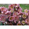 Čemerica  'HGC® Pink Frost' - Helleborus 'HGC® Pink Frost'