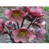 Čemerica  'HGC® Pink Frost' - Helleborus 'HGC® Pink Frost'