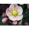 pink frost