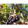 Aronia Nero