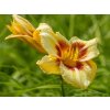 Ľaliovka 'Circles and Stripes' - Hemerocallis 'Circles and Stripes'