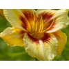 Ľaliovka 'Circles and Stripes' - Hemerocallis 'Circles and Stripes'