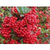 Pyracantha coccinea 'Red Column'