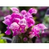 Hluchavka škvrnitá 'Purple Dragon' - Lamium maculatum 'Purple Dragon'