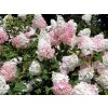 Hortenzia metlinatá 'Phantom'