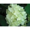 Hortenzia metlinatá 'Silver Dollar'