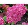 Hortenzia metlinatá 'Sundae Fraise'