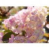 Hortenzia metlinatá 'Sundae Fraise'