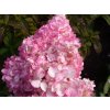 Hortenzia metlinatá  'Vanille-Fraise'®