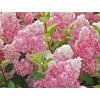 Hortenzia metlinatá  'Vanille-Fraise'®