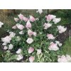 Hortenzia metlinatá  'Vanille-Fraise'®