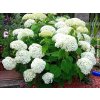 Hortenzia stromčekovitá 'Annabelle'
