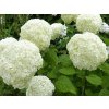 Hortenzia stromčekovitá 'Annabelle'