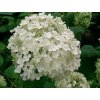 Hortenzia stromčekovitá 'Annabelle'