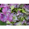 Hortenzia kalinolistá 'Early Blue'