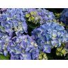 early blue