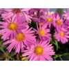 Astra krovitá 'Kassel' - Aster dumosus 'Kassel'