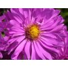 Astra krovitá 'Kassel' - Aster dumosus 'Kassel'