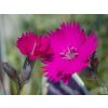 Klinček sivý 'Scayness Hill' - Dianthus gratianopolitanus 'Scayness Hill'