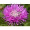 Nevädza pulcherrima - Centaurea pulcherrima