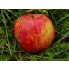 Jabloň 'Red Boskoop' (Balenie prostokorenný stromček, Podpník M26)