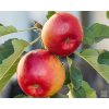Jabloň stĺpovitá  'Canadian' (Balenie prostokorenný stromček, Podpník M26)