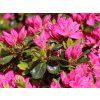 Japonská azalka 'Kermesina'