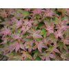 koralium 2