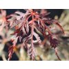 Javor dlaňovitolistý 'Fire Cracker'